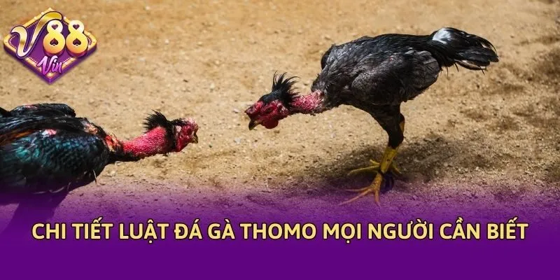 Chi tiết luật đá gà Thomo mọi người cần biết