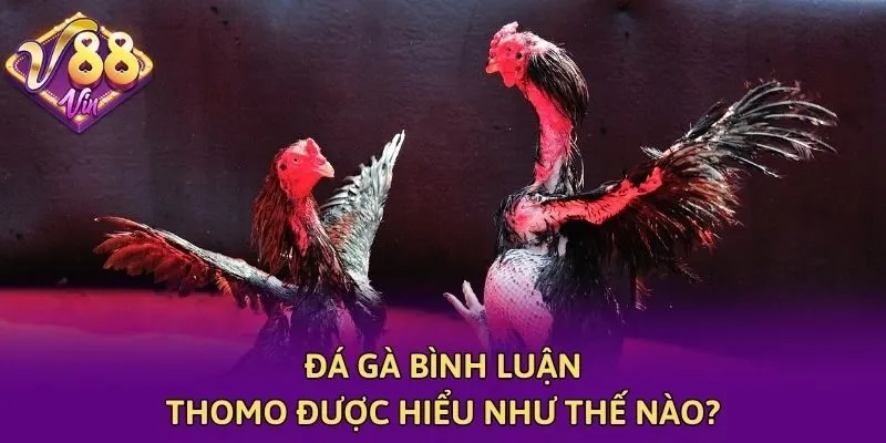 Đá gà bình luận Thomo được hiểu như thế nào?