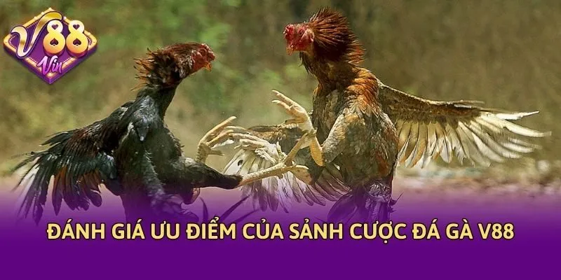 Đánh giá ưu điểm của sảnh cược đá gà V88