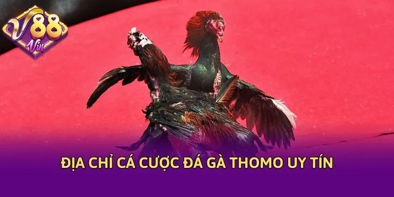 Địa chỉ cá cược đá gà Thomo uy tín